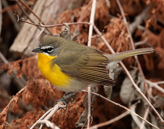 Yellow-breasted Chat Icteria virens