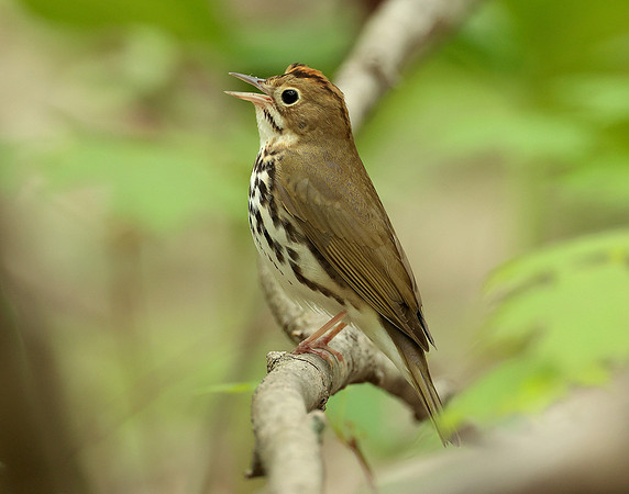 Ovenbird Seiurus aurocapilla