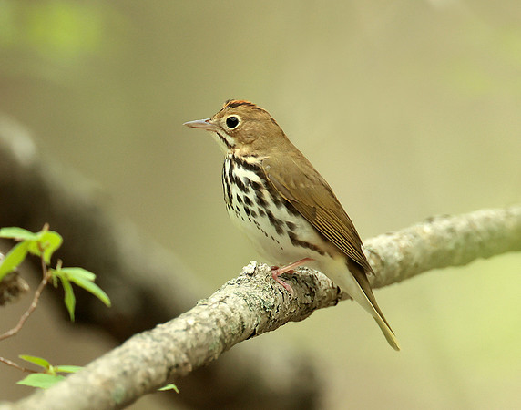 Ovenbird Seiurus aurocapilla
