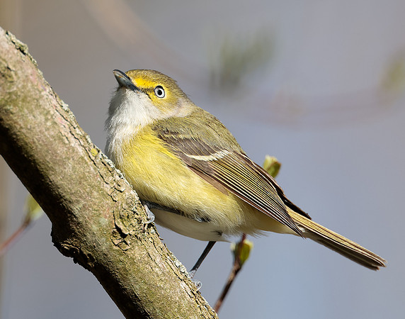 White-eyed Vireo Vireo griseus