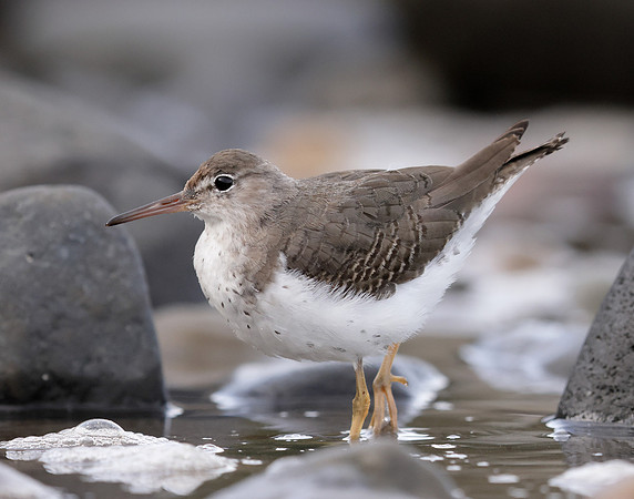 Spotted Sandpiper Actitis macularia. Croy Beach Ayrshire March 2