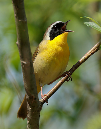 Common Yellowthroat Geothlypis trichas