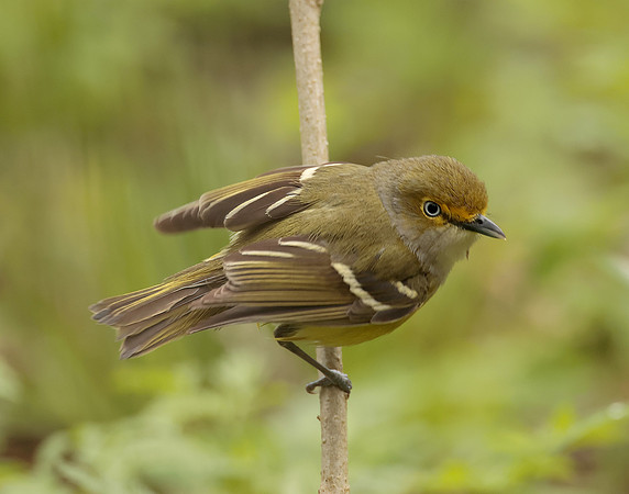 White-eyed Vireo Vireo griseus