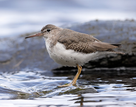 Spotted Sandpiper Actitis macularia. Croy Beach Ayrshire March 2