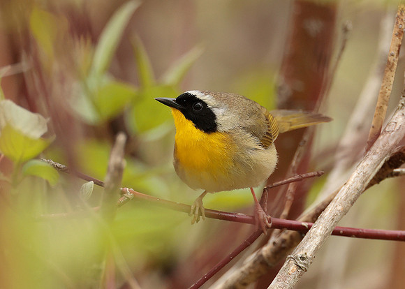Common Yellowthroat Geothlypis trichas