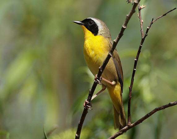 Common Yellowthroat Geothlypis trichas