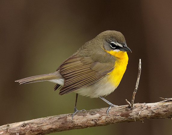 Yellow-breasted Chat Icteria virens