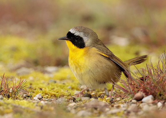 Common Yellowthroat Geothlypis trichas
