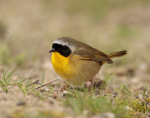 Common Yellowthroat Geothlypis trichas