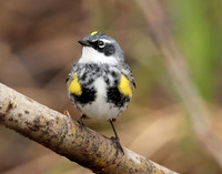 Yellow-rumped Warbler Setophaga coronata