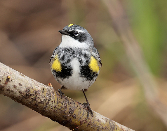 Yellow-rumped Warbler Setophaga coronata