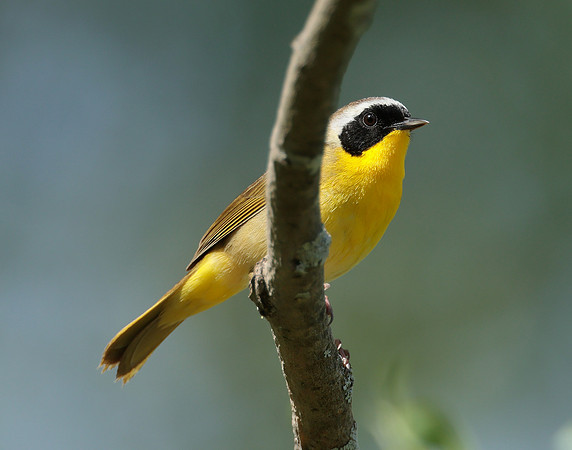 Common Yellowthroat Geothlypis trichas