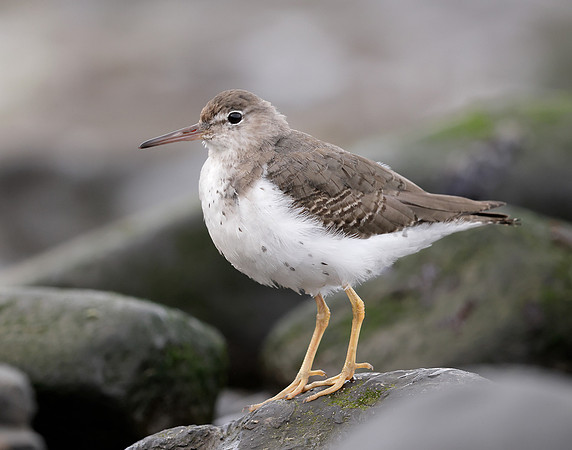 Spotted Sandpiper Actitis macularia. Croy Beach Ayrshire March 2
