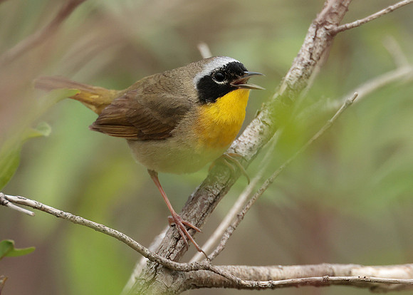 Common Yellowthroat Geothlypis trichas