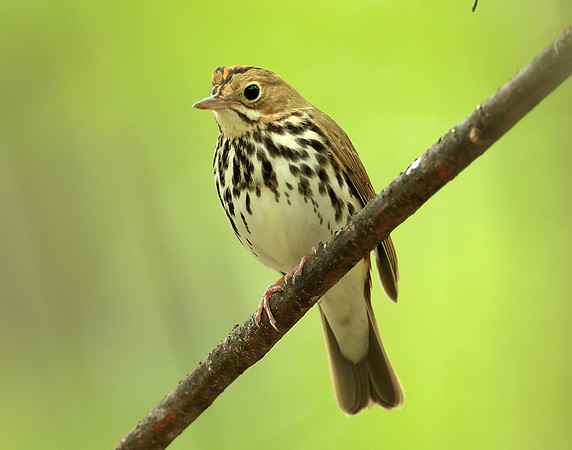 Ovenbird Seiurus aurocapilla