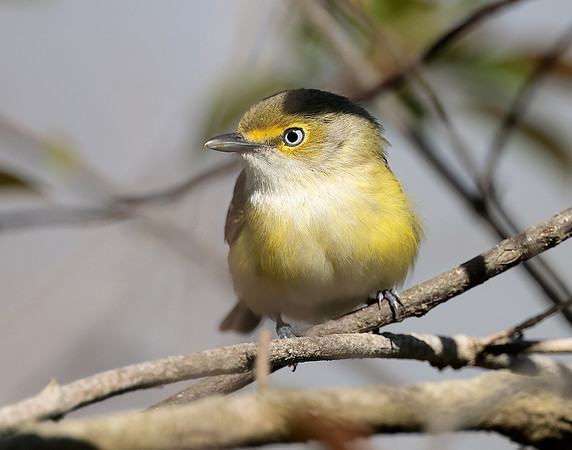 White-eyed Vireo Vireo griseus