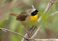 Common Yellowthroat Geothlypis trichas