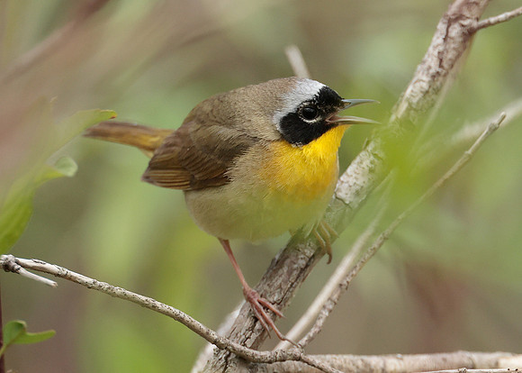 Common Yellowthroat Geothlypis trichas
