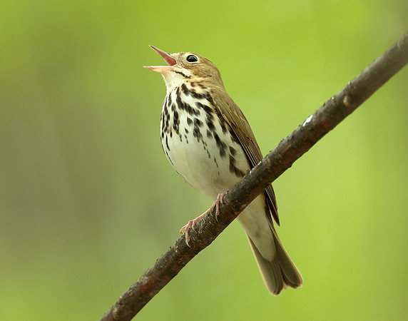 Ovenbird Seiurus aurocapilla