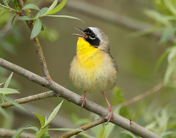 Common Yellowthroat Geothlypis trichas