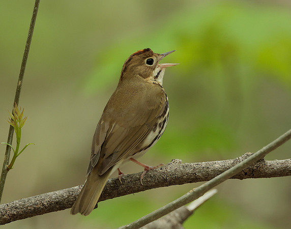 Ovenbird Seiurus aurocapilla