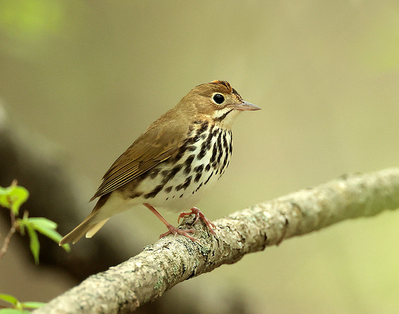 Ovenbird Seiurus aurocapilla