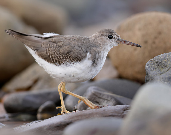 Spotted Sandpiper Actitis macularia. Croy Beach Ayrshire March 2