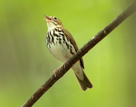 Ovenbird Seiurus aurocapilla