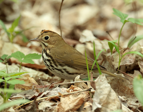 Ovenbird Seiurus aurocapilla
