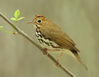 Ovenbird Seiurus aurocapilla