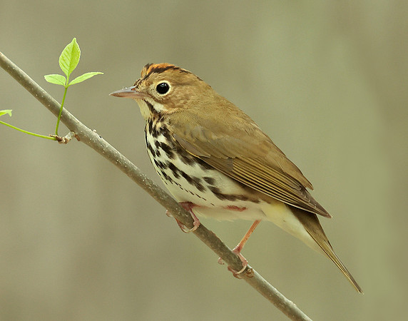 Ovenbird Seiurus aurocapilla