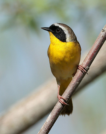 Common Yellowthroat Geothlypis trichas