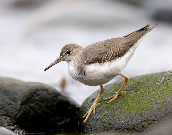 Spotted Sandpiper Actitis macularia. Croy Beach Ayrshire March 2