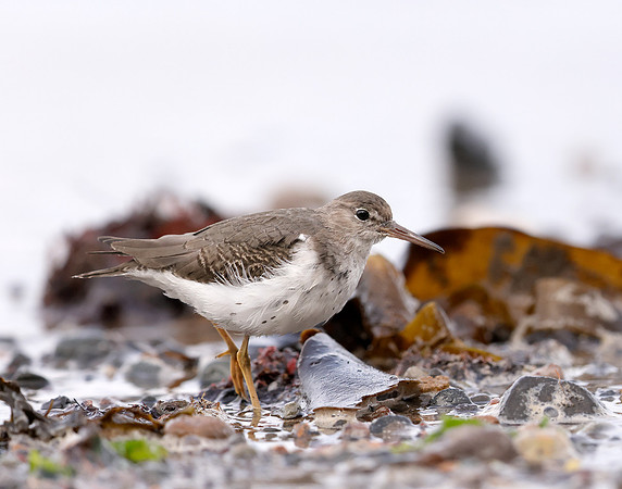 Spotted Sandpiper Actitis macularia. Croy Beach Ayrshire March 2
