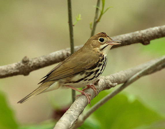 Ovenbird Seiurus aurocapilla
