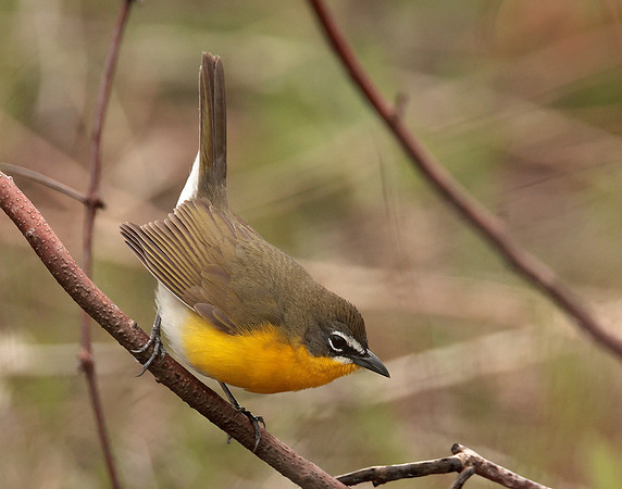 Yellow-breasted Chat Icteria virens