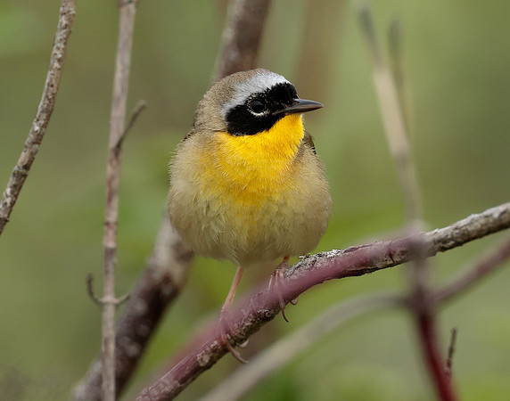 Common Yellowthroat Geothlypis trichas