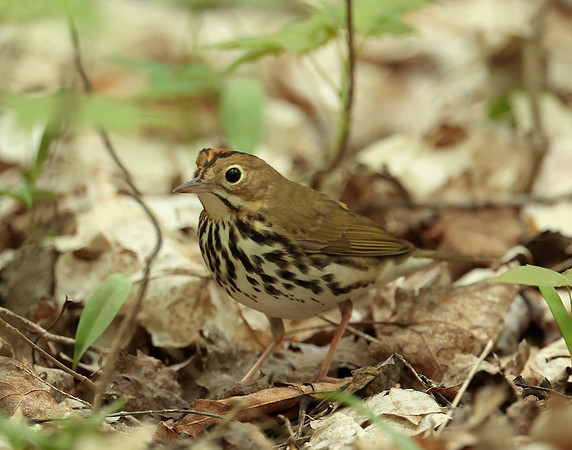 Ovenbird Seiurus aurocapilla