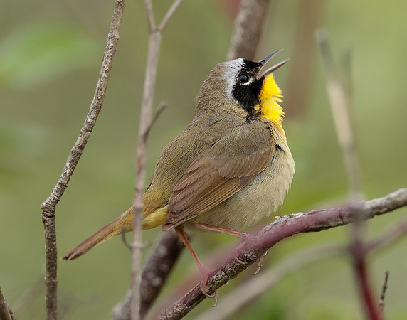 Common Yellowthroat Geothlypis trichas