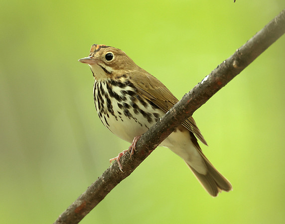 Ovenbird Seiurus aurocapilla