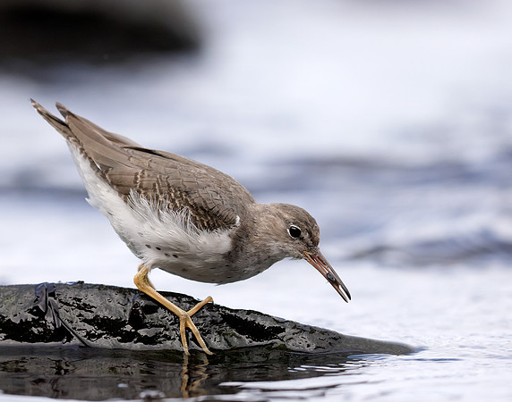 Spotted Sandpiper Actitis macularia. Croy Beach Ayrshire March 2
