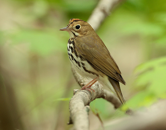 Ovenbird Seiurus aurocapilla
