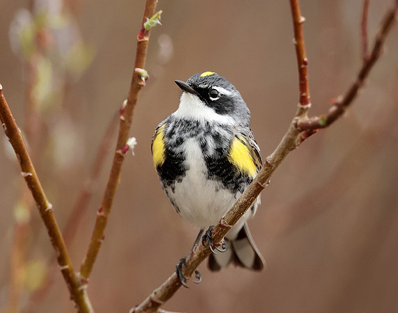 Yellow-rumped Warbler Setophaga coronata