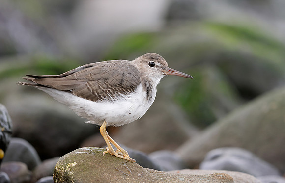 Spotted Sandpiper Actitis macularia. Croy Beach Ayrshire March 2