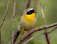 Common Yellowthroat Geothlypis trichas