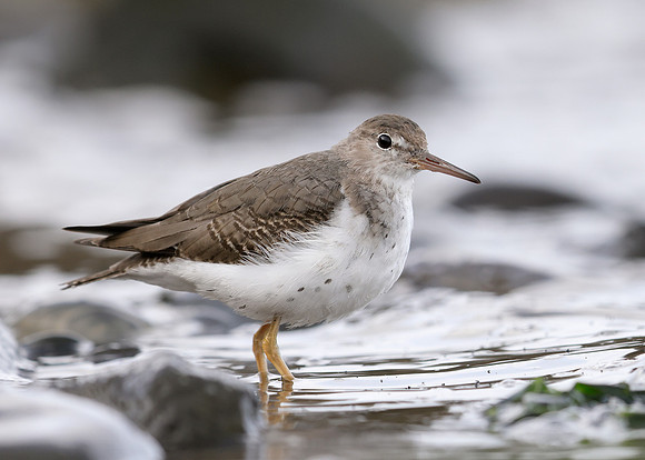 Spotted Sandpiper Actitis macularia. Croy Beach Ayrshire March 2