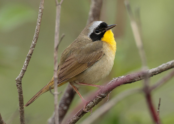 Common Yellowthroat Geothlypis trichas