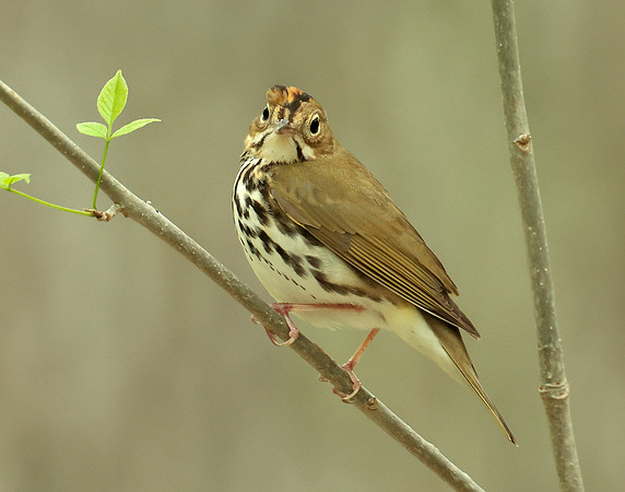 Ovenbird Seiurus aurocapilla