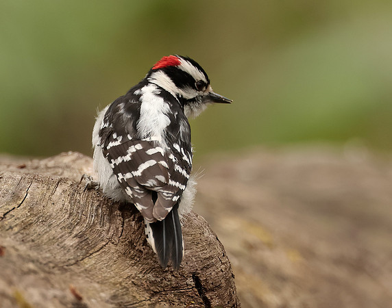 Downy Woodpecker Picoides pubescens
