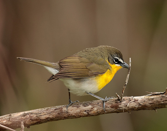 Yellow-breasted Chat Icteria virens